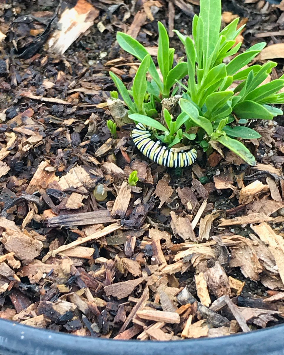 Visitors in our milkweed.