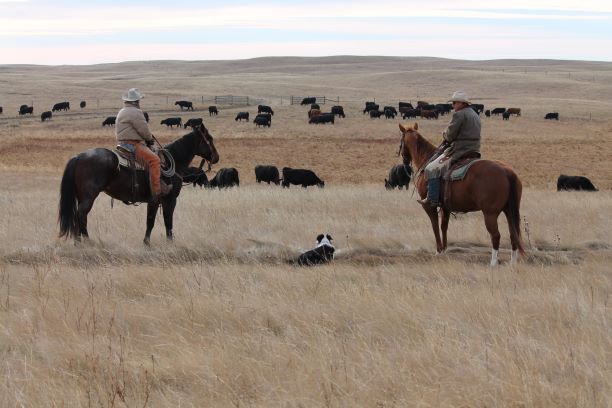 Canadian Cattle Foundation tweet media