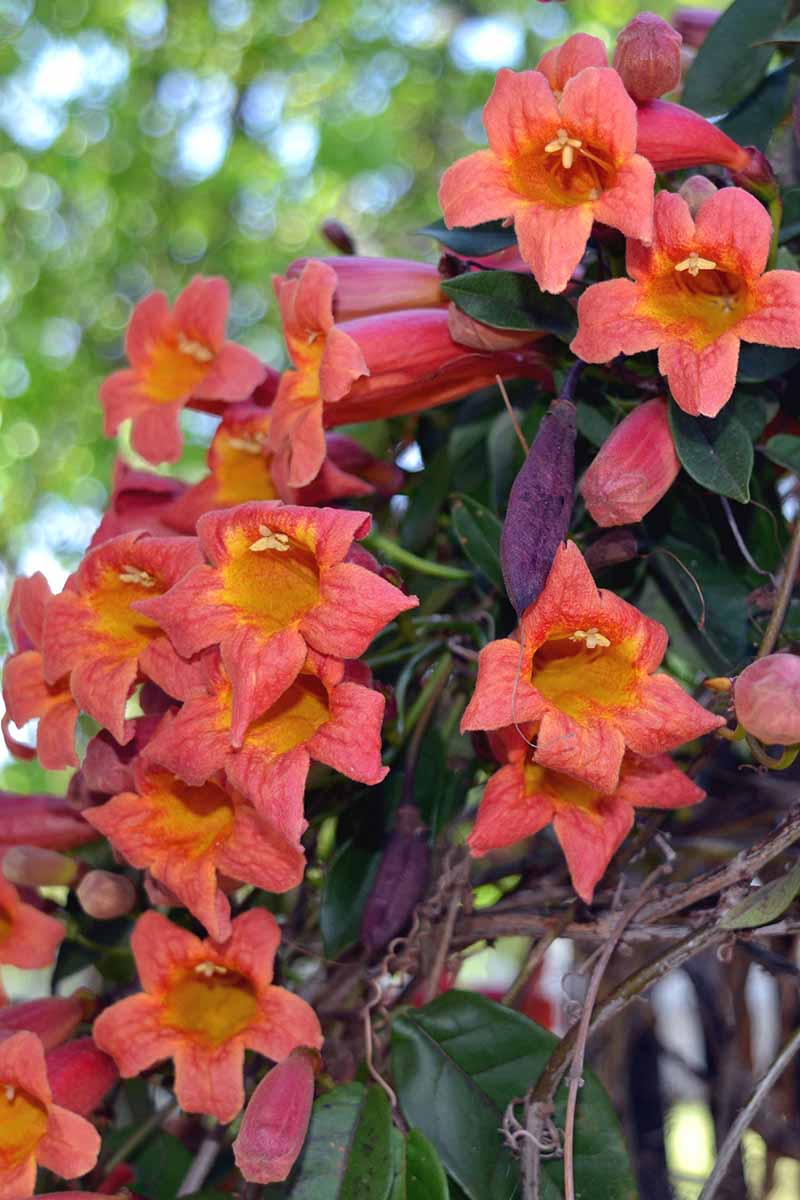 Gardeners_Path_'s tweet photo. How to Grow Crossvine - Crossvine is an assertive climber that charms with its display of yellow, orange, and red flowers. Learn how to grow this beauty now on Gardener’s Path. https://t.co/ufpTqjztrL #floweringvine #crossvine https://t.co/x2N74LWhsF