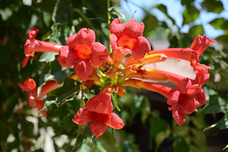 Gardeners_Path_'s tweet photo. How to Grow Crossvine - Crossvine is an assertive climber that charms with its display of yellow, orange, and red flowers. Learn how to grow this beauty now on Gardener’s Path. https://t.co/ufpTqjztrL #floweringvine #crossvine https://t.co/x2N74LWhsF