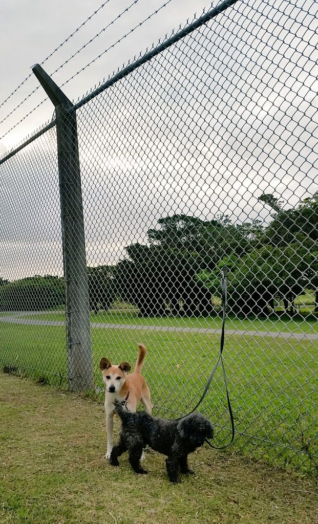 LaLatamaki65's tweet photo. 朝散歩。
#withdogs https://t.co/s3QLY4vF57