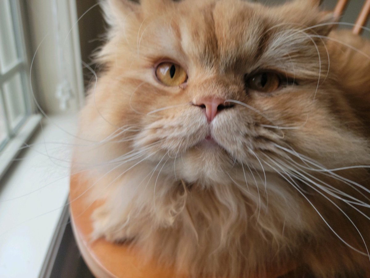 jennysrus's tweet photo. @Garfield Garfield https://t.co/t20pvyjfaC