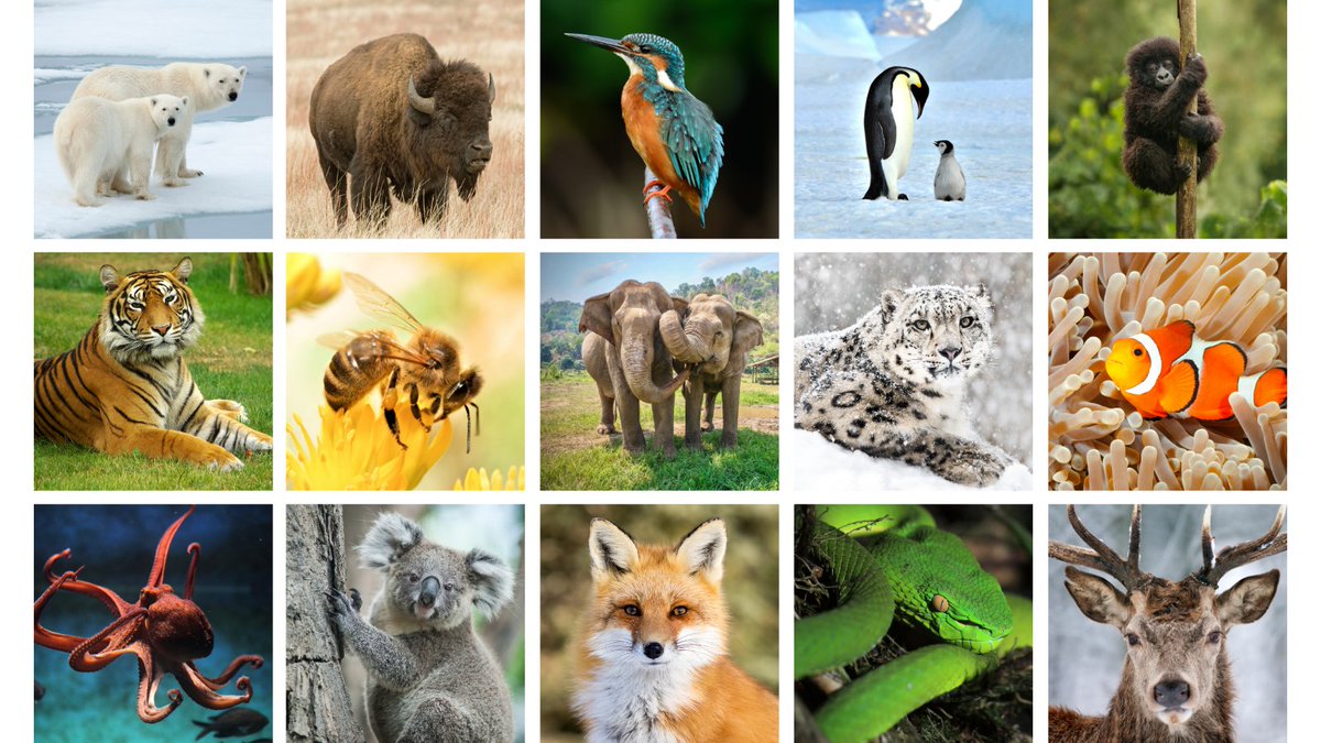 EBPgenome's tweet photo. We are sequencing the millions of species that call Earth home. This will revolutionize our understanding of #biology &amp; #evolution, help us conserve, protect, &amp; restore #biodiversity, and create new benefits for human welfare. Learn more: https://t.co/IE85ERHGm5
#WorldWildlifeDay https://t.co/NFSc9gjE5H