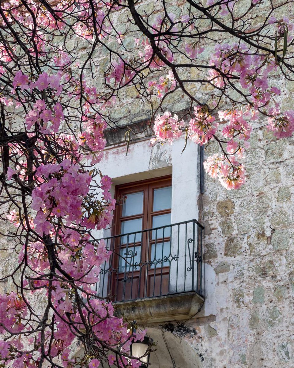 martinvasquezv's tweet photo. ¿Con qué nombre conoces a este árbol? Entre los meses de febrero y marzo, Oaxaca se pinta de rosa gracias a este espectacular ejemplar, su nombre es Tabebuia rosea, pero normalmente le decimos apamate, macuilli, maquilishuat o guayacán rosado. #MeEncantaOaxaca https://t.co/oSYu1atHFj