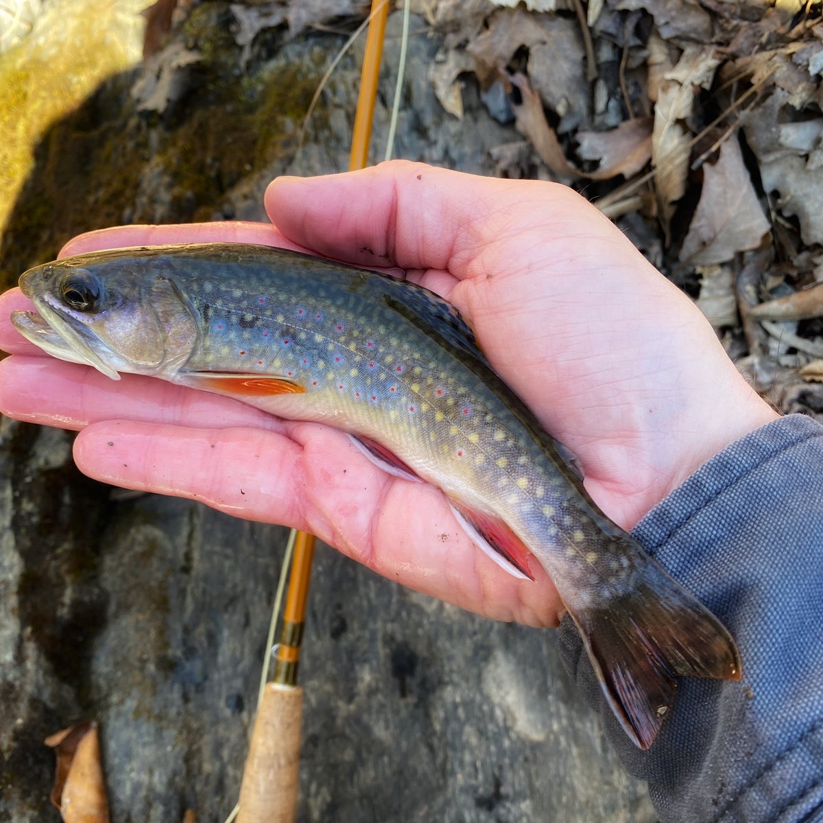 olddominionfish's tweet photo. Mountain streams are still a bit high but fishing well. The fishing will continue to improve as we move through the week, with no rain in the forecast and daytime temps in the upper 50’s. https://t.co/eT03KokvLz