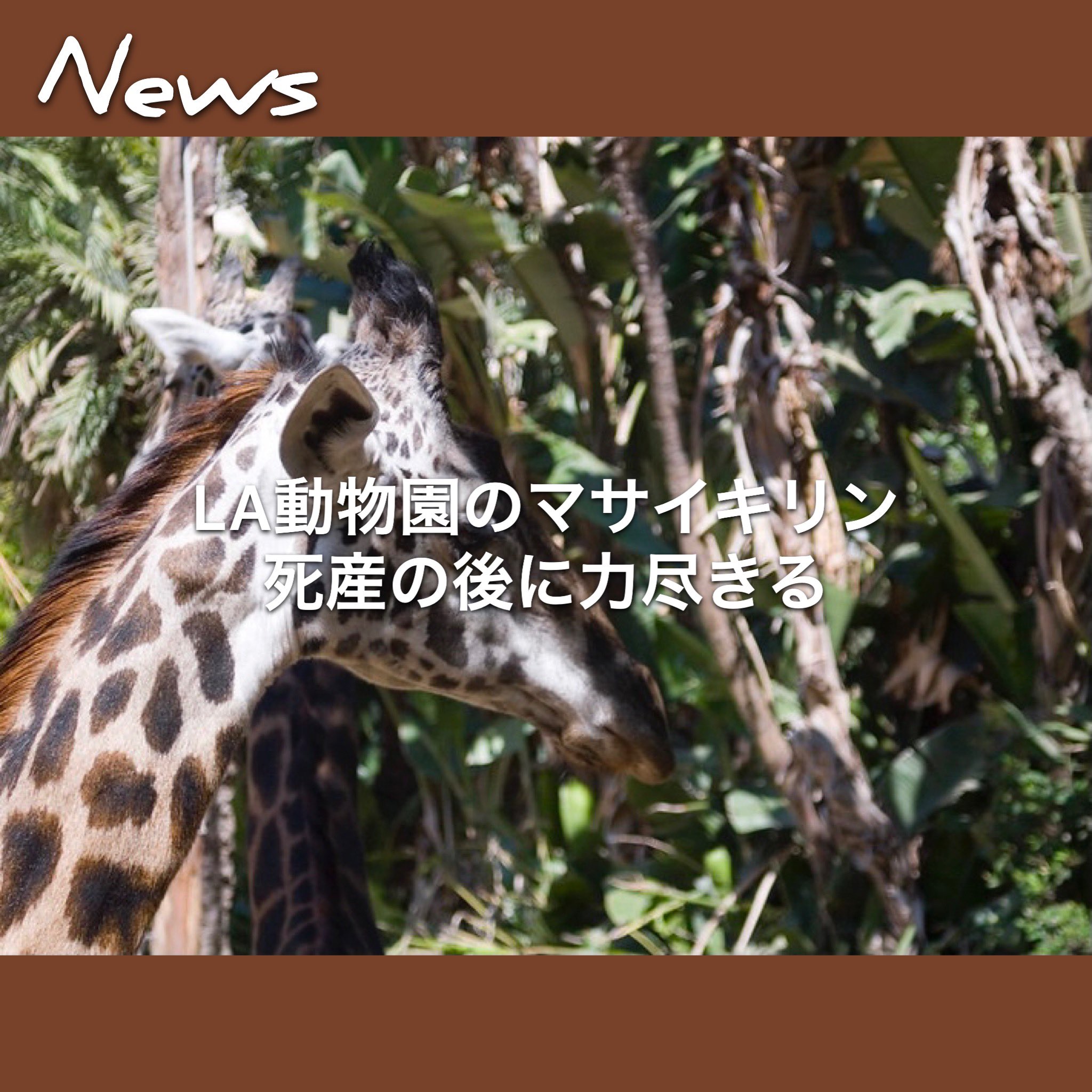 Weekly Lalala V Twitter ｌａ動物園のマサイキリン 死産の後に力尽きる ロサンゼルス２日 ロサンゼルス動物園は２日 12歳の マサイキリンが 満期近くに死亡した胎児を娩出した数時間後に死亡したと発表した 詳しくはこちらをチェック T Co