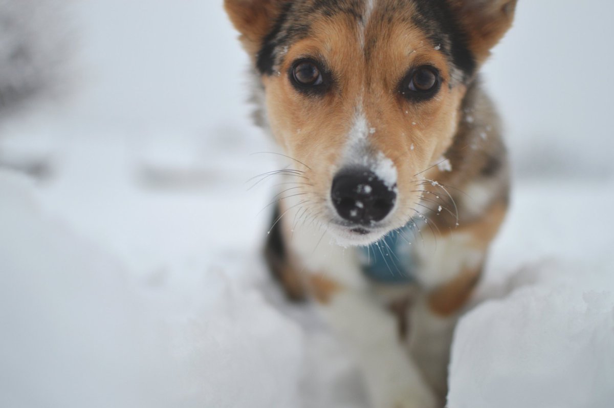 GregRokisky's tweet photo. @HelenKorneffel @CMPRSA fiona bean still has winter on her mind βοΈ #PetsOfPRSA https://t.co/atDuw14dUK