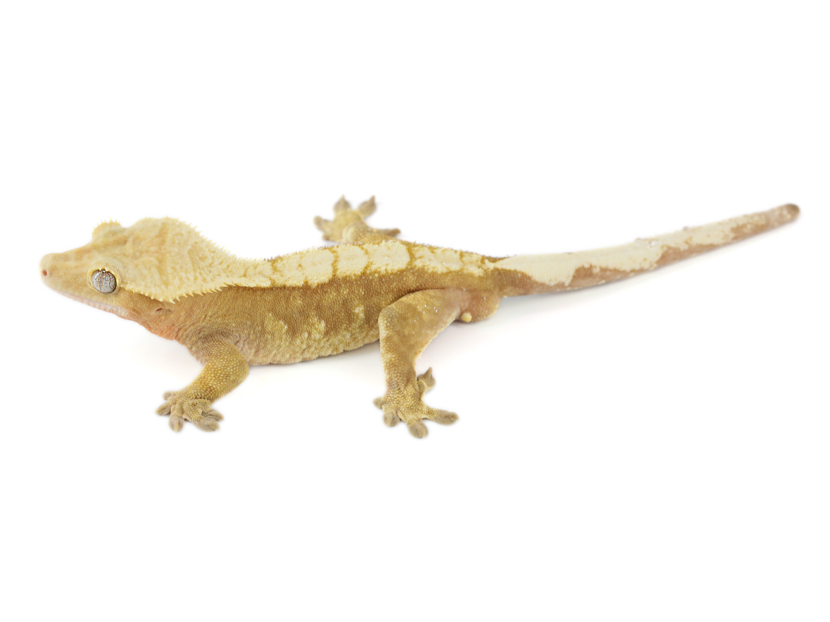 This handsome harlequin male is searching for his new forever home. If you want to invite him over, you can find him at ow.ly/V83650DO9Lz

#crestedgecko #gecko #pangeareptile #ciliatusgecko #geckos #reptilelover #reptiles #exoticpets #herpetology #exoterra  #patientzero