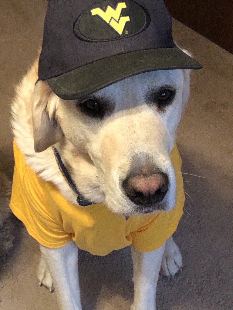 Sure hope <a href="/wvudavis/">WVU Davis College</a> has a dog treat fund. Those are definitely my greatest need. #WVUDayofGiving