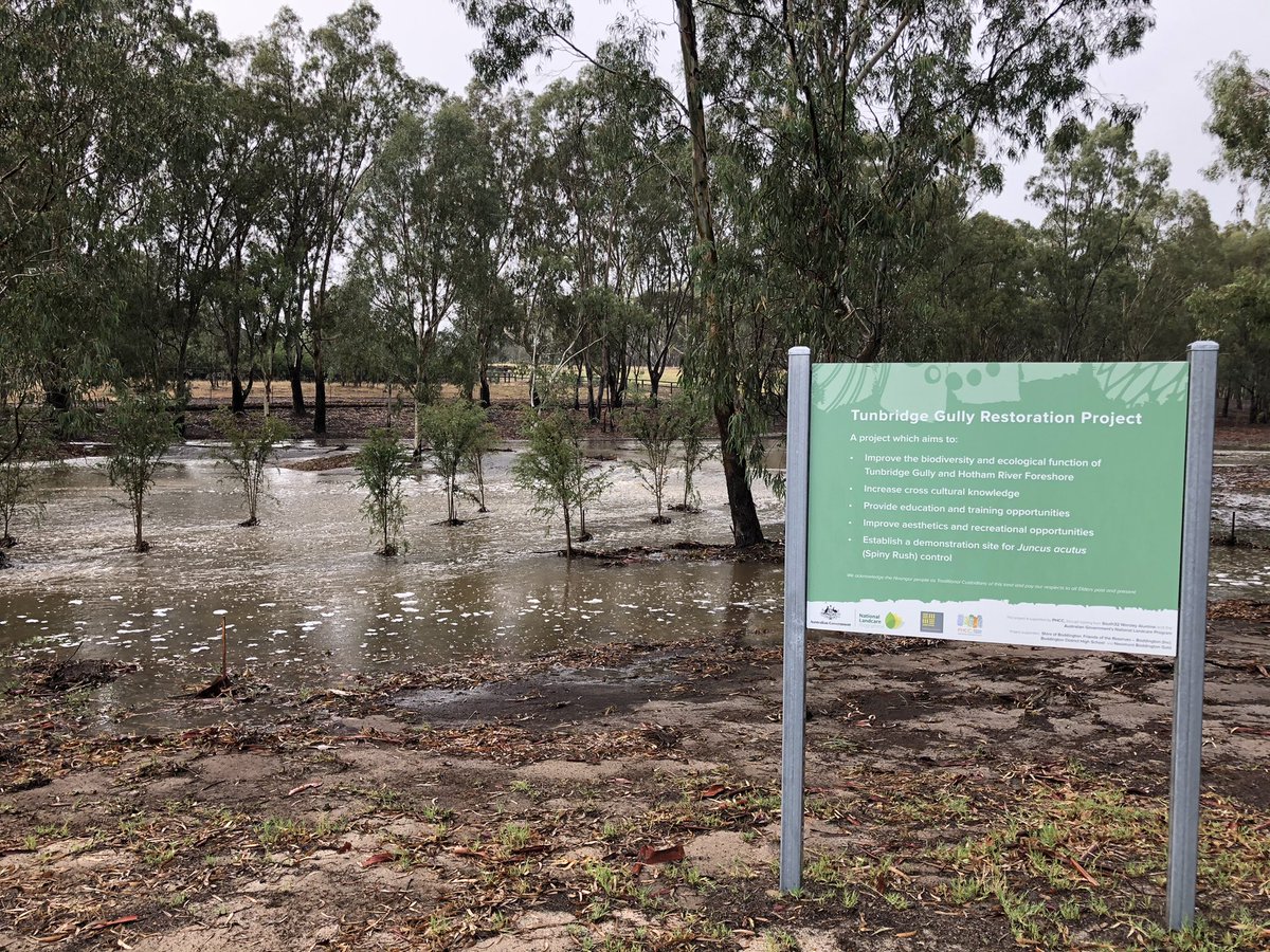 Lots of rain in Boddington over the past few days. The seedlings in Tunbridge Gully are getting a big water <a href="/PeelHarveyCC/">PeelHarveyCC</a>
