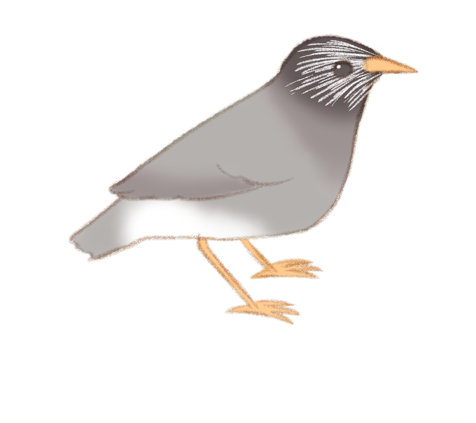 ムクドリのtwitterイラスト検索結果 ムクドリのtwitterイラスト検索結果
