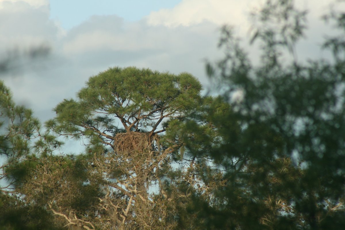 HikingFlorida's tweet photo. Bald Eagle Nest - parents and child have been seen in area #FloridaHiking #baldeagle #CHECC #hikingadventures https://t.co/oVw4er6uwC