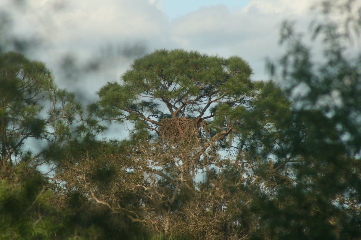 HikingFlorida's tweet photo. Bald Eagle Nest - parents and child have been seen in area #FloridaHiking #baldeagle #CHECC #hikingadventures https://t.co/oVw4er6uwC