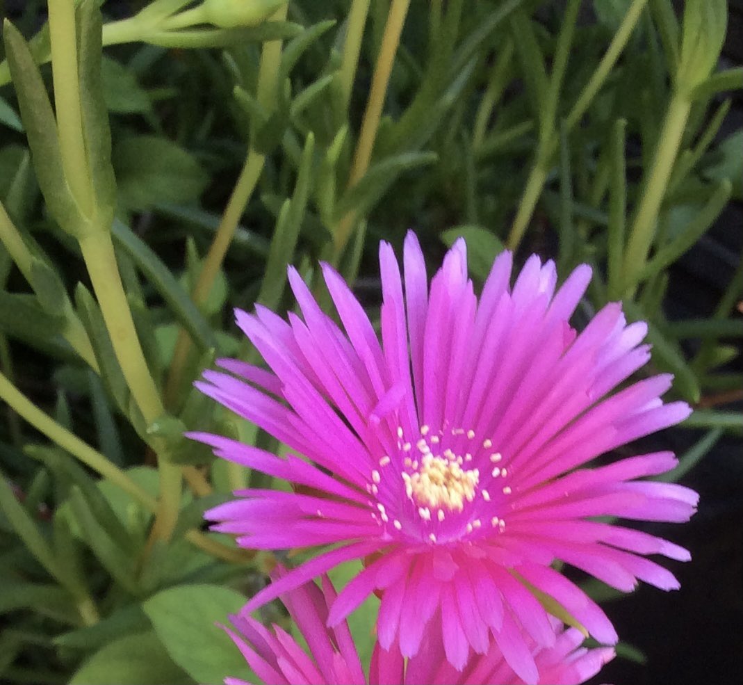 Jh うちの多肉 マツバギク 挿し芽で増えます Ij954 Jh うちの多肉 マツバギク 挿し芽で増えます Ij954