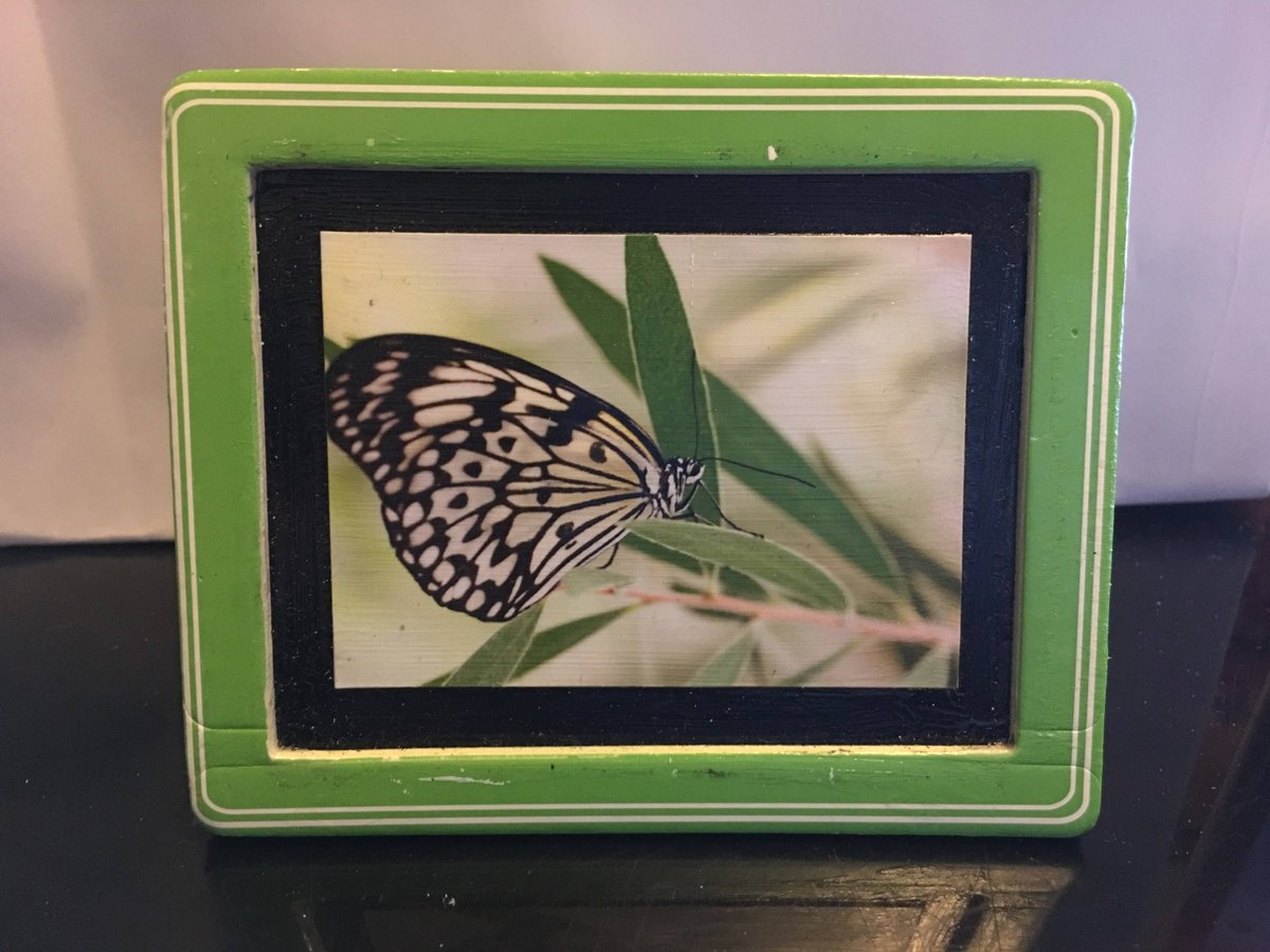 naturisticimage's tweet photo. Butterfly Fridge Magnet Butterfly Print Magnet Refrigerator Magnet Butterfly Magnet Kitchen Magnet Art Magnet Framed Magnet https://t.co/iZEHUzwxmC #photography #sale #NaturisticImages #nature #Wallart #gift #Etsy #ButterflyMagnet https://t.co/drhKl5o3mf