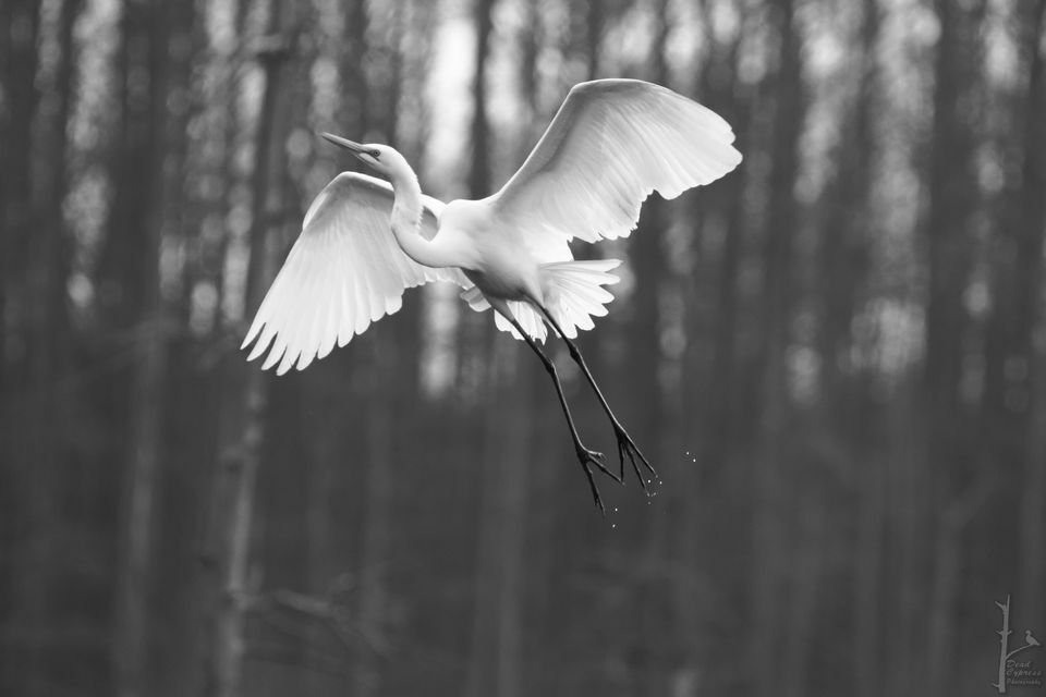 deadcypress's tweet photo. Great Egret flying up to perch on a cypress tree.
.
.
.
.
.
#greategret #birdsofinstagram #birds #birdphotography #nature #naturephotography #wildlife #wildlifephotography #nocolors #birdwatching #birdstagram #birdpics #bestbirdshots #louisiana #louisianaphotographers #deadc… https://t.co/eV7s6lgK9S