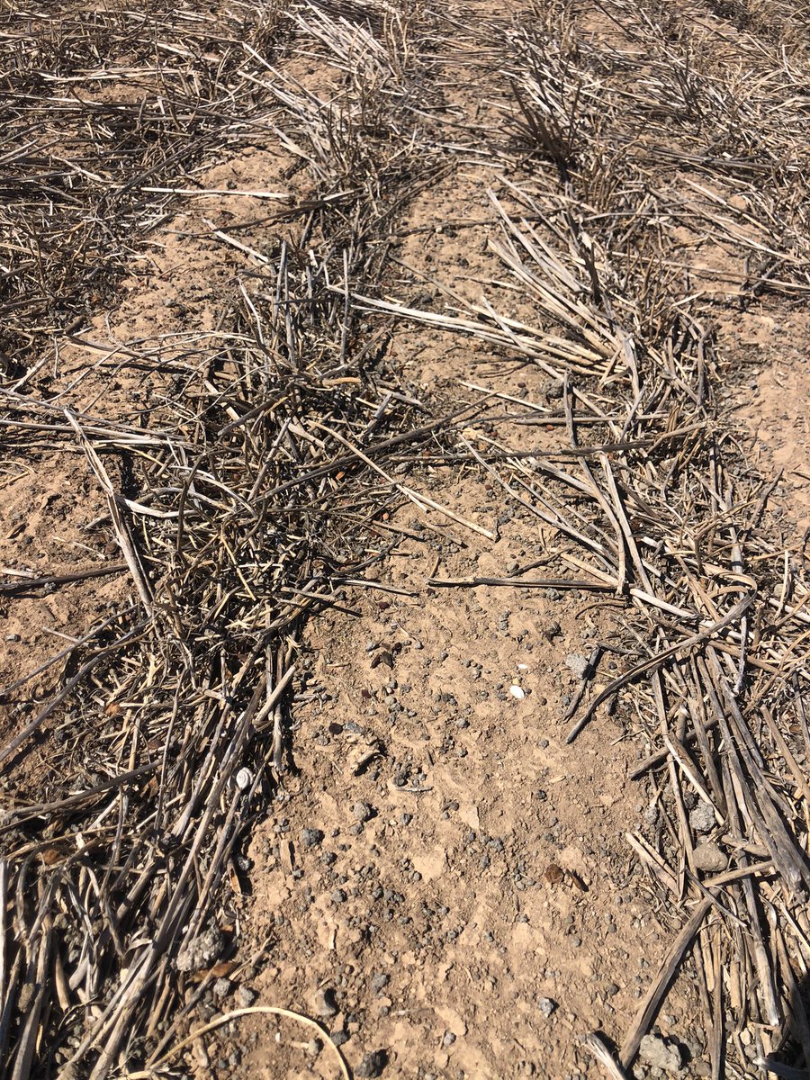 Spreading biosolids on all 2020 legume ground infront of wheat this season. Product extremely variable this year a lot wetter then normal