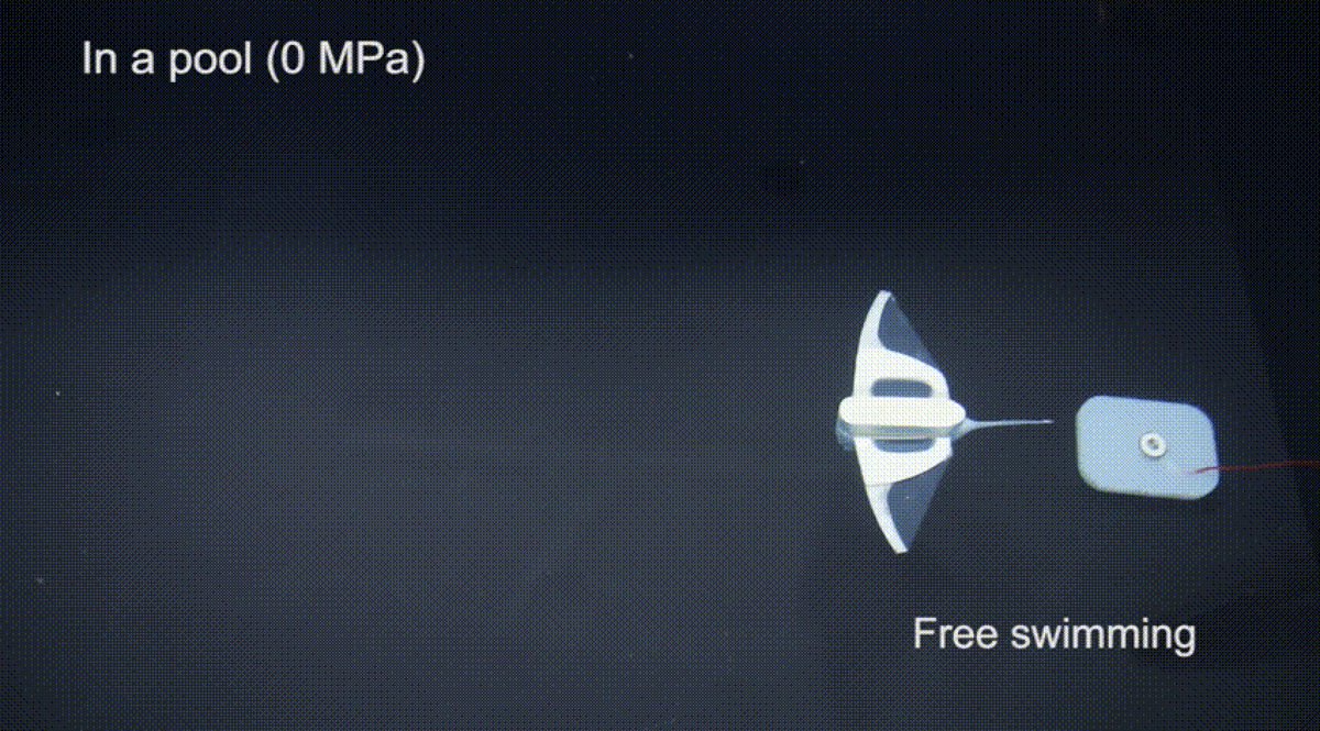 InZhejiang's tweet image. The latest achievement created by #ZhejiangLab (ZJ Lab) and @ZJU_China was published on @nature as a cover story entitled “Self-powered Soft Robot in the #MarianaTrench”. Read more from inzj.zjol.com.cn/News/202103/t2… @InZhejiang