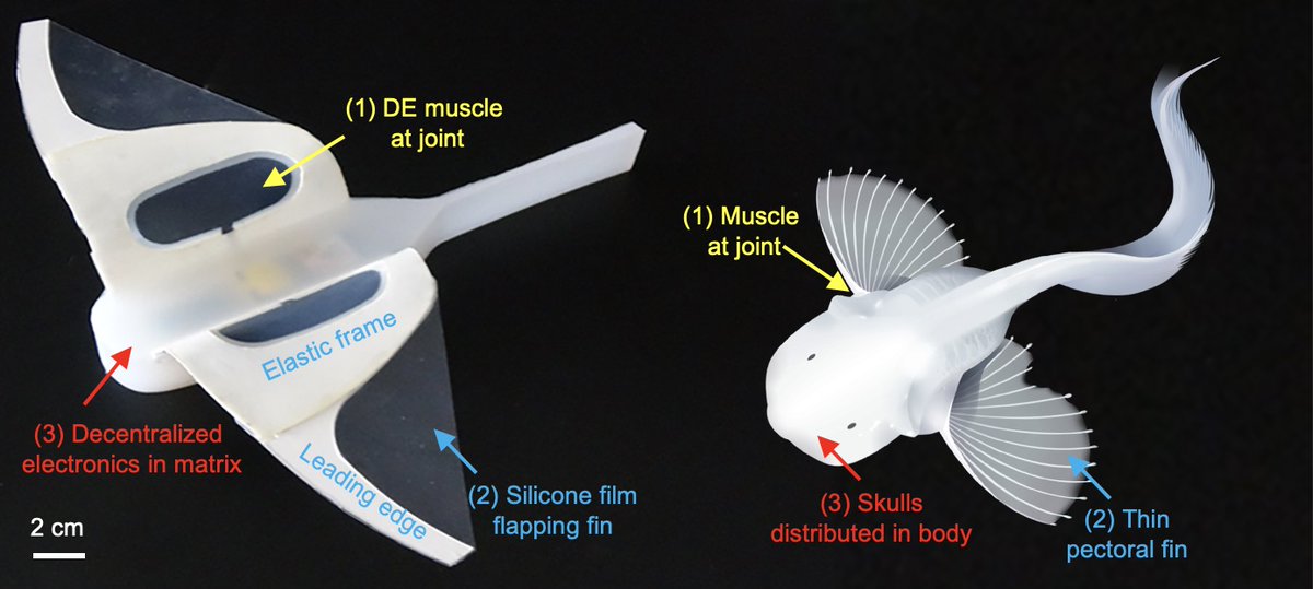 InZhejiang's tweet image. The latest achievement created by #ZhejiangLab (ZJ Lab) and @ZJU_China was published on @nature as a cover story entitled “Self-powered Soft Robot in the #MarianaTrench”. Read more from inzj.zjol.com.cn/News/202103/t2… @InZhejiang