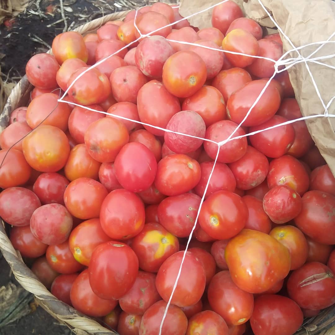 Gofreshplus_'s tweet photo. Do you know that this is the perfect time to buy and store tomatoes?

It's almost April and the rains will be upon us soon.

You can process tomatoes into pastes, stews or purees and store in airtight bottles and freezers for couple of months. https://t.co/zBkpOIlhs4