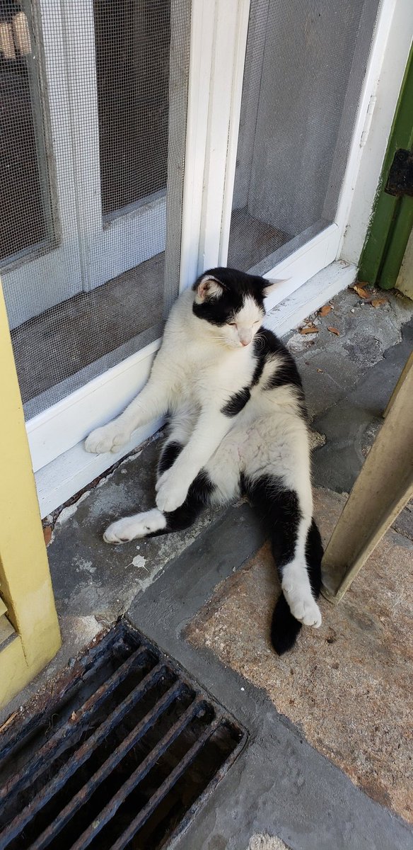 Malihoo29's tweet photo. The cats at the Ernest Hemingway house today were just magical https://t.co/bqkv3sz6RO