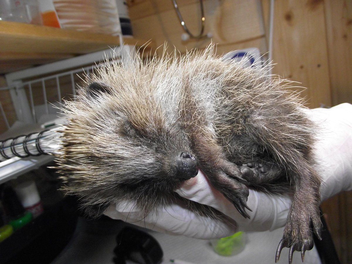 HedgehogCabin's tweet image. Little Sparrow, the poor little gasping girl, died tonight; a victim of misinformation.
Although @hedgehogsociety has taken the page responsible down, they haven't told the public and other bodies who have copied it that it was wrong and dangerous. 
Please R/T my pinned tweet.