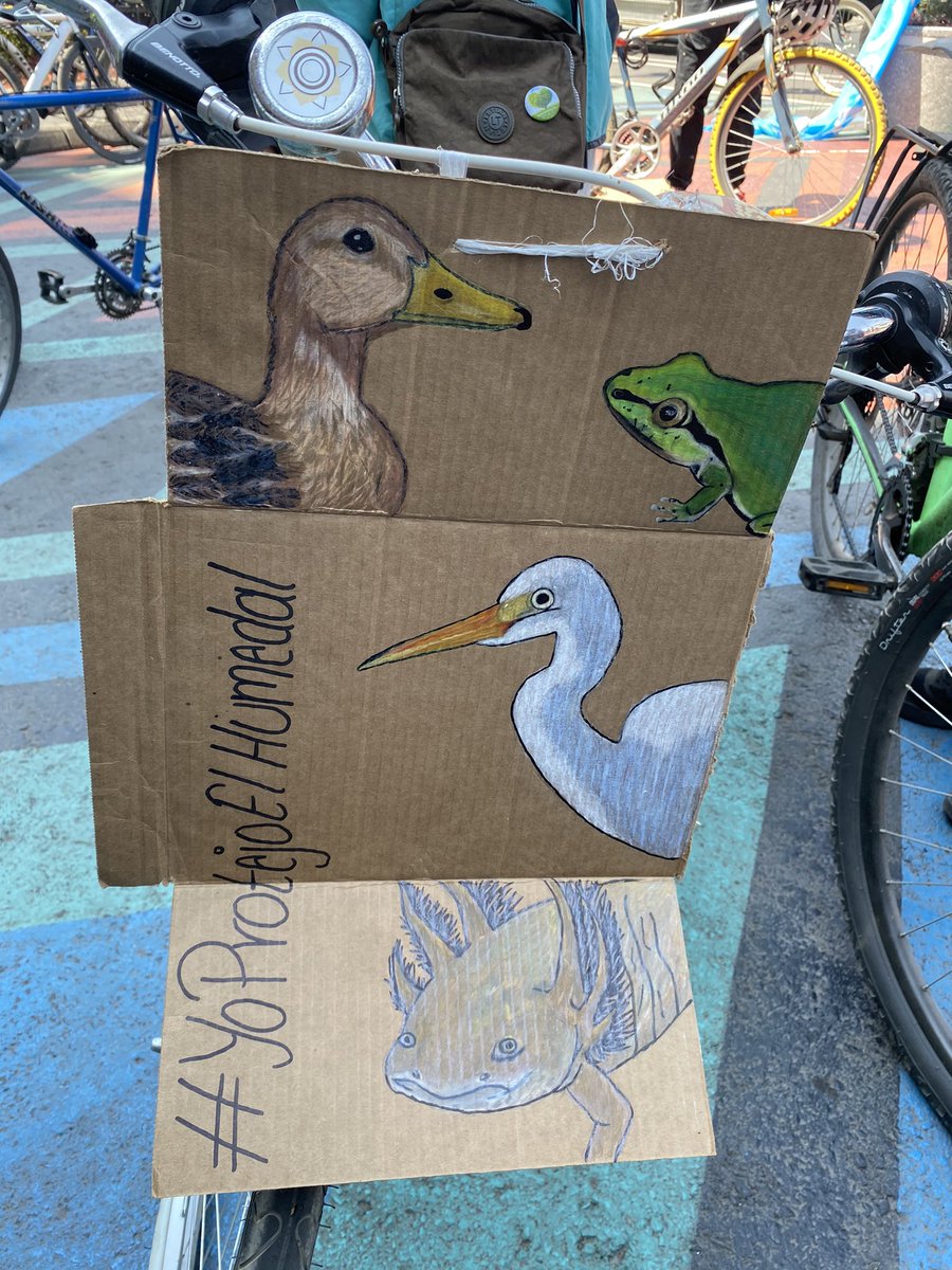 XochimilcoApp's tweet photo. @Conabio Y destruyen el hábitat de cientos de especies, flora y fauna por un puente vehicular ¿y ustedes no tienen palabra en esto? #YoProtejoElHumedal https://t.co/fdjjLieHni