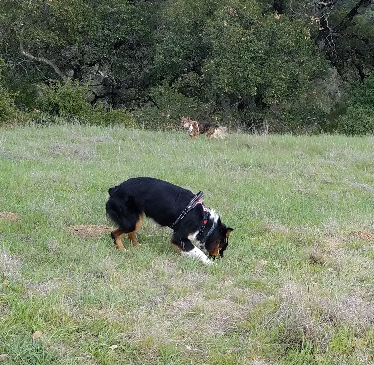 rukiddingme3590's tweet photo. Wow what a drop in temperatures.☁️🌬🌳☘🌿🍀#PulgasRidge 
#midpeninsulaopenspace #outdoors https://t.co/CsfYLEPeG3