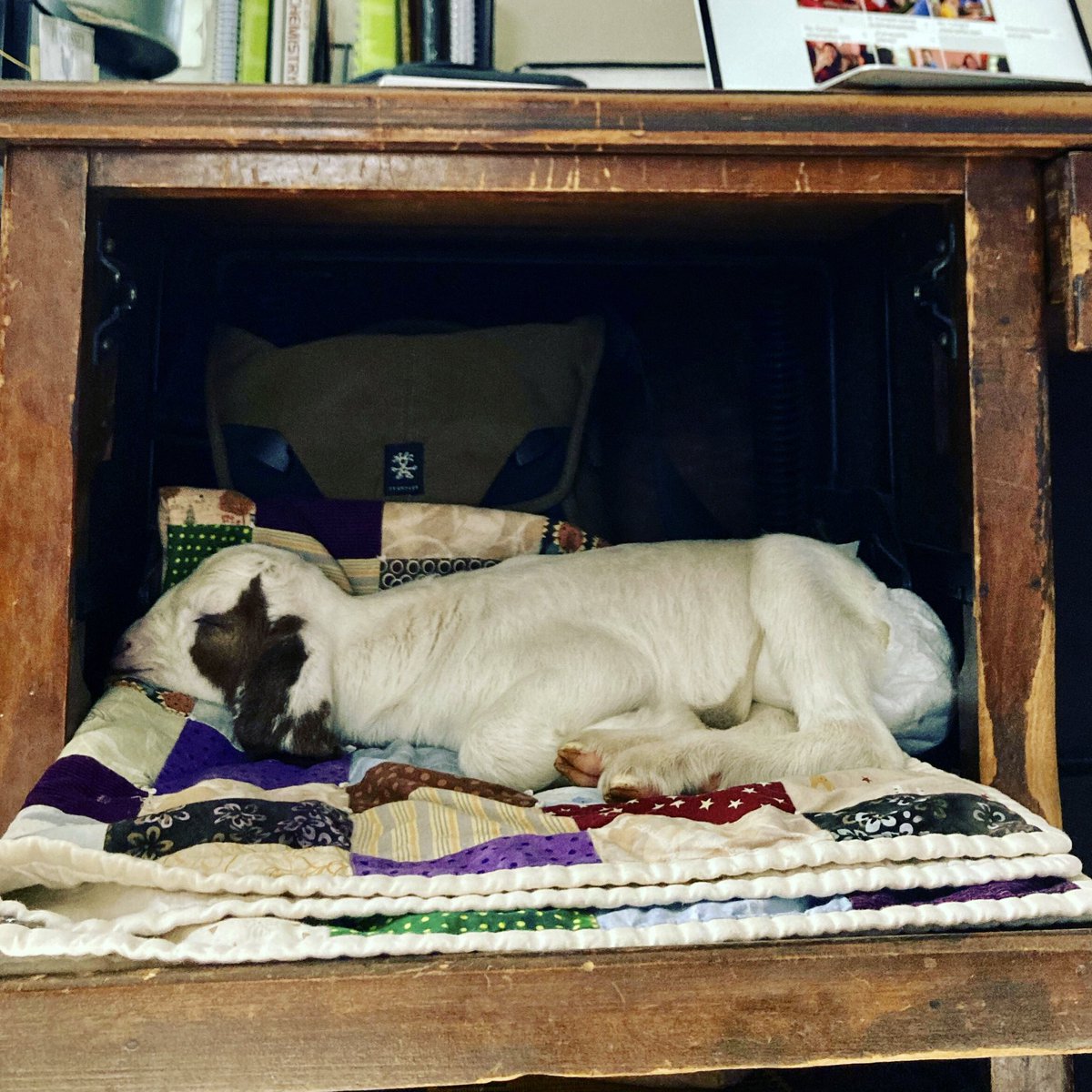 CHFtrustees's tweet photo. Meet Daisy the goat. Daisy is a triplet &amp; our farmers have found that if one triplet is bottle-fed, all babies and mama thrive. (It is esp. tough for a new mama to nurture 3 babes.)

So here is a baby goat. In a diaper. On a shelf. In our farmer’s house. #farmlife #loveyourfarmer https://t.co/nUQdL5WE0d