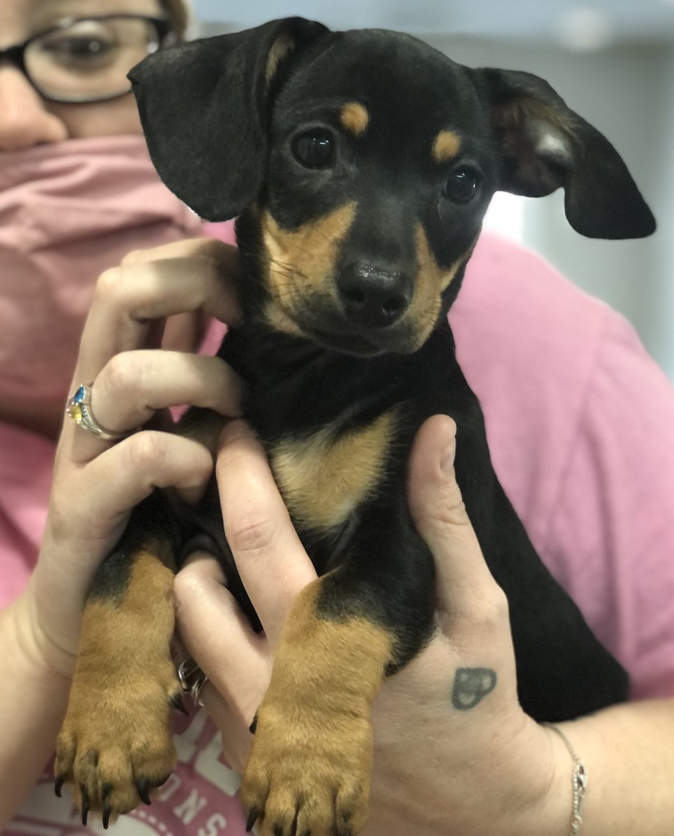 for_veterinary's tweet photo. We have the cutest patients, at 4 The Animals Veterinary Clinic, don’t you think?
That’s Chief and Jasmine. I’d say they’re adorably photogenic. #4TheAnimals #FurryFriends #DogsofTwittter https://t.co/zvc72zVLQG