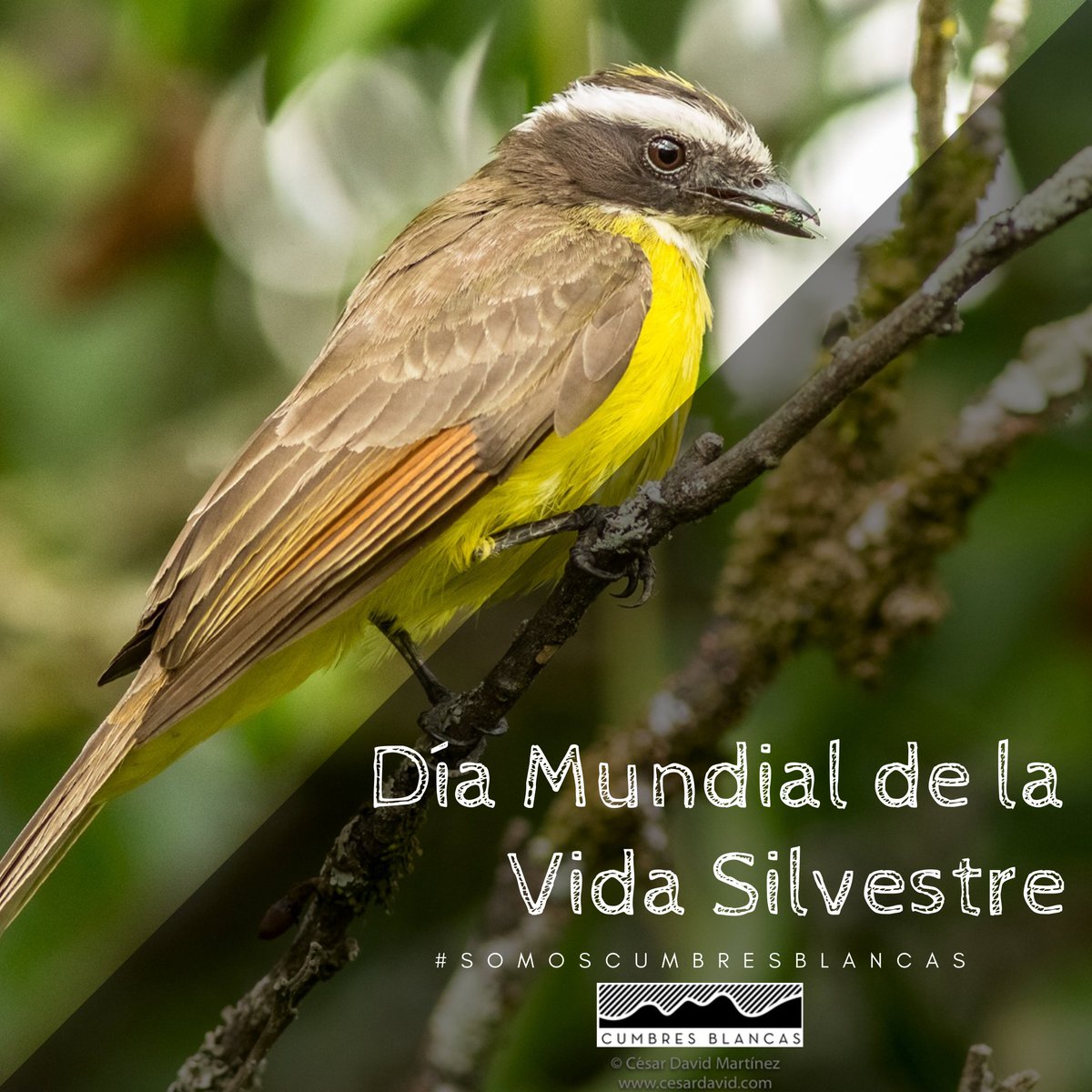 CumbresBlancasC's tweet photo. Suelda crestinegra. Myiozetetes cayanensis. @sabdaji https://t.co/OvPE98YmGb