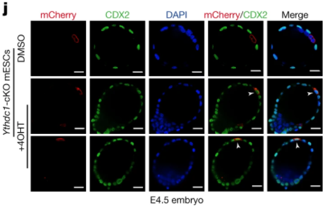ESC_iPSC_News's tweet photo. *New* in @nature | Dr. Jiekai Chen and colleagues at Guangzhou Medical University reveal an essential role of m⁶A RNA and YTHDC1 in #ChromatinModification and #retrotransposon repression. 🔬 

📌 Abstract: https://t.co/FEKoTP1j1B https://t.co/vzzdmZDgDA
