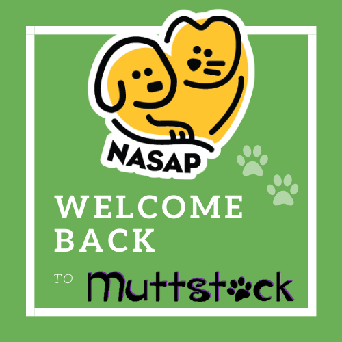 Muttstock tweet media