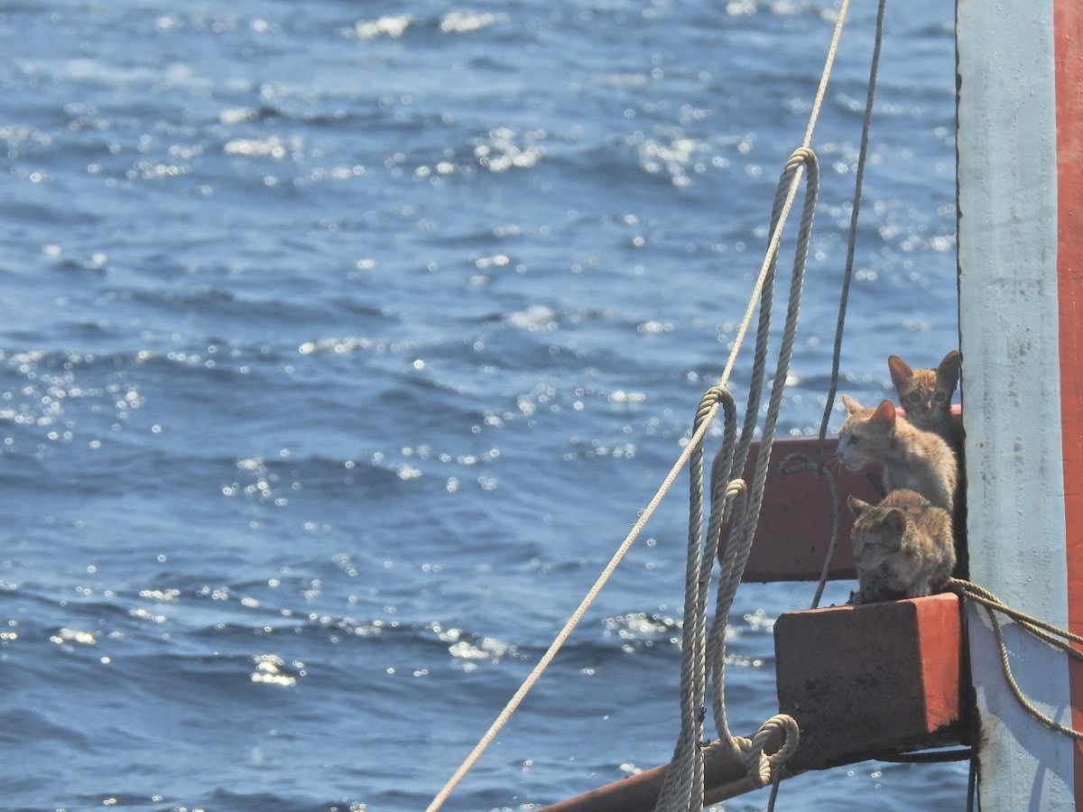 ABSCBNNews's tweet photo. An officer used his camera to zoom in on the boat, which had caught fire, only to discover some cats on board. 

📷 PO1 Wichit Pukdeelon via Reuters https://t.co/FHxA7hRLVx