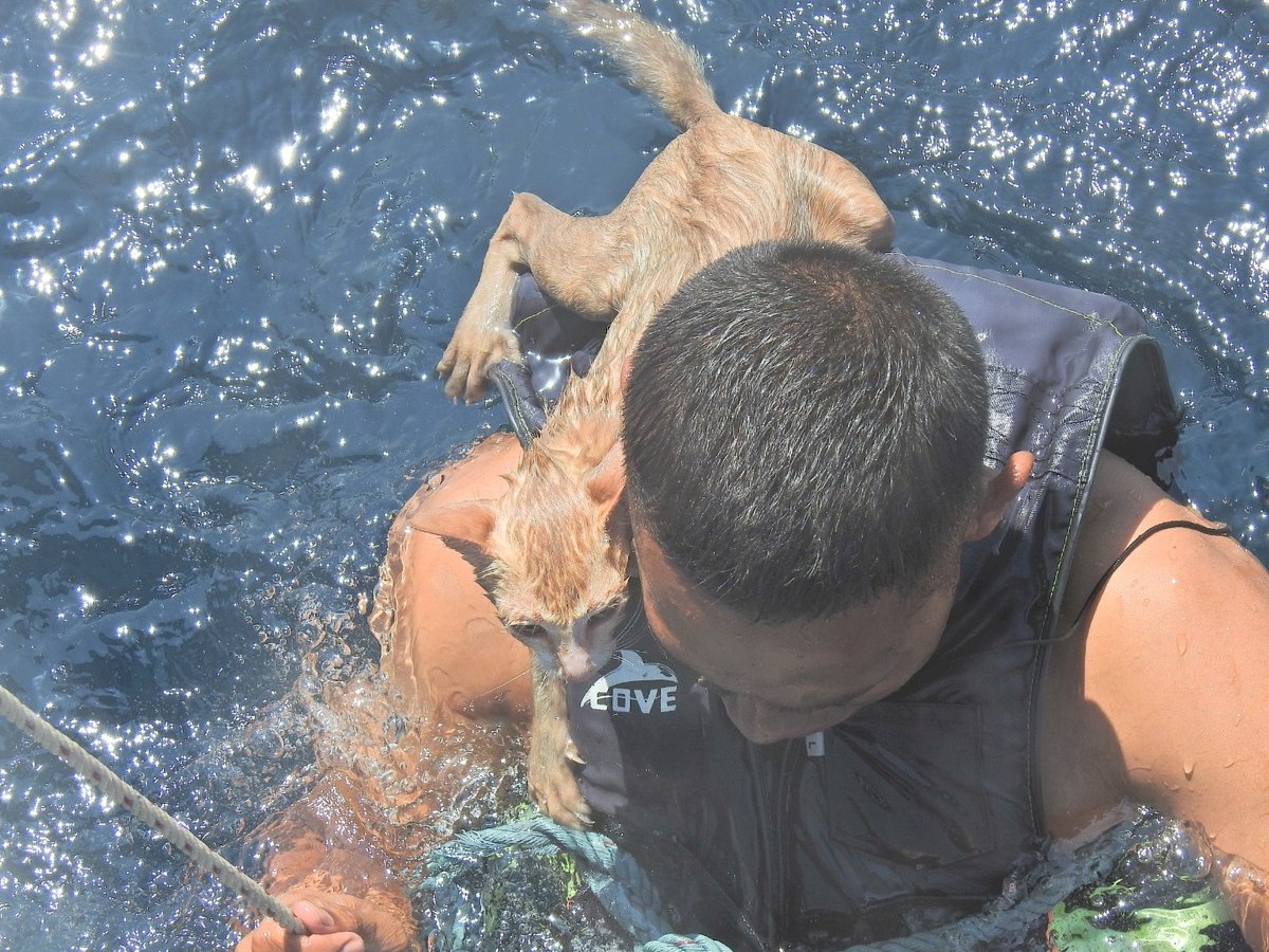 ABSCBNNews's tweet photo. An officer used his camera to zoom in on the boat, which had caught fire, only to discover some cats on board. 

📷 PO1 Wichit Pukdeelon via Reuters https://t.co/FHxA7hRLVx