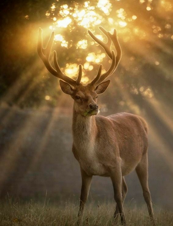 Beauty Of Nature🍀🐞🌲 tweet media