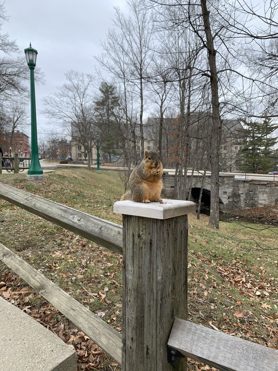 IU_Interp_Class's tweet image. We see them, We love them at #IUBloomington. The squirrels at IU encourage students to get outside!#interpretthis
Read more at: bit.ly/3kHxe6a