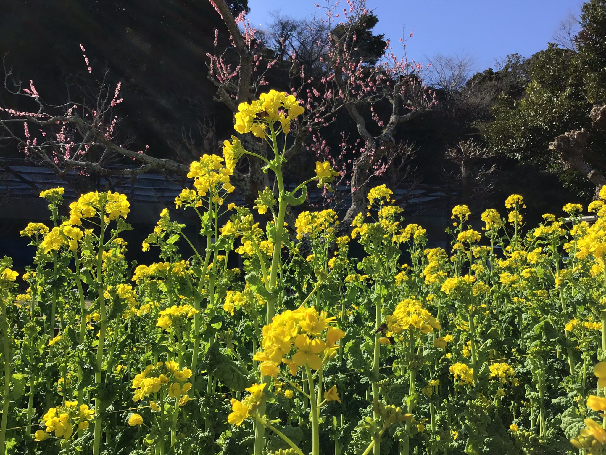 館山城 城山公園 公式 城山公園 開花情報 菜の花 梅 見頃です 開花場所 q場 館山城 館山市立博物館 館山 南房総 菜の花 T Co Uvrcbuqde4 Twitter