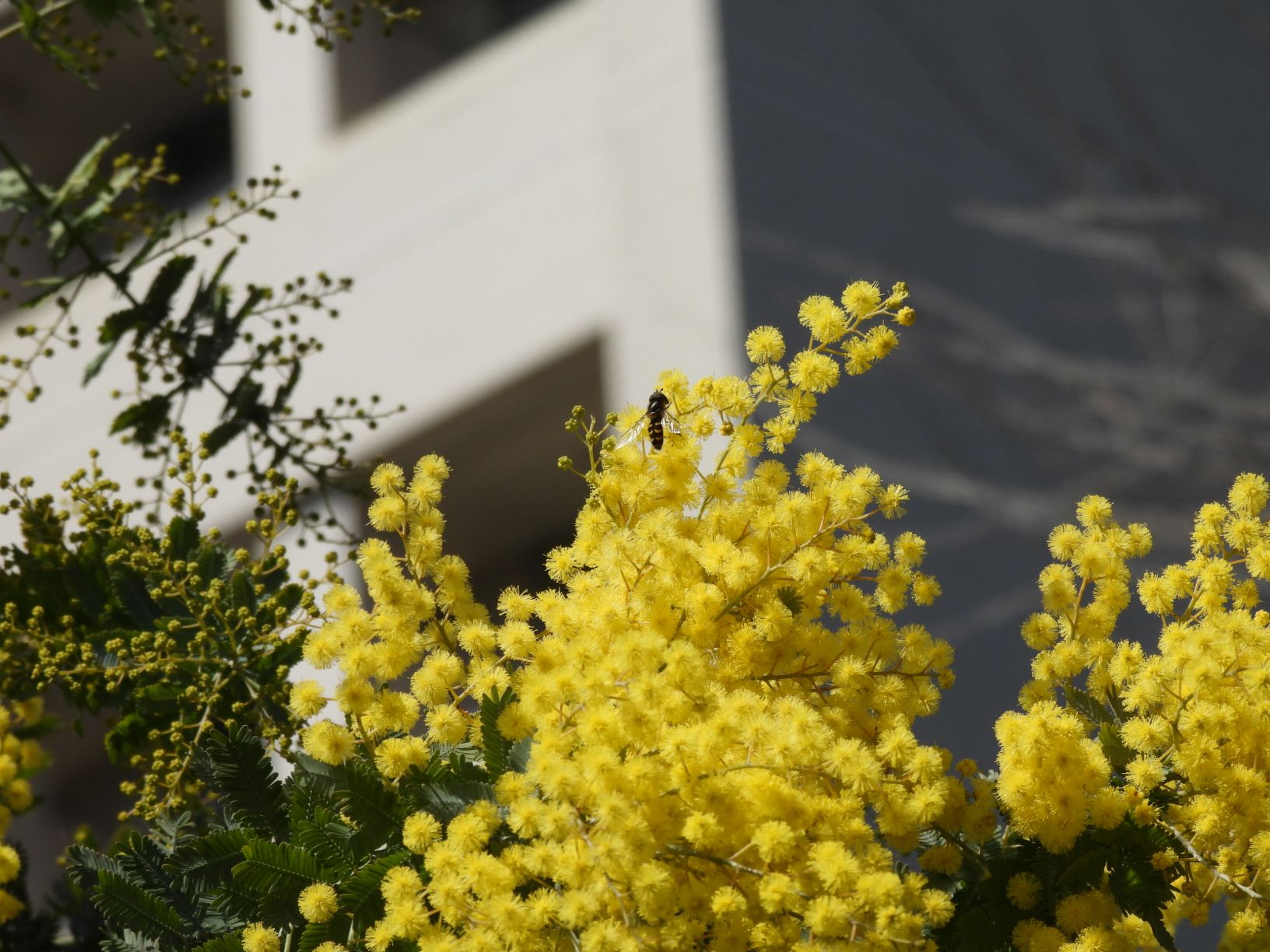 城西大学広報課 ハクモクレンが咲き始めました 青い空を背に白い 花がいっぱいです 隣にはギンヨウアカシアの黄色い花がいっぱい 蜜を求めて虫が来ていました 春です 春 春 春 春 春が咲く 花が咲く 虫が来る 城西大学 坂戸キャンパス