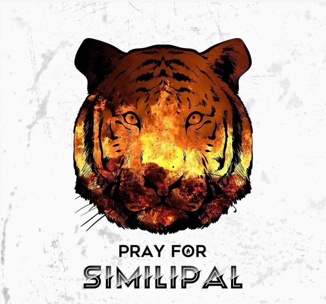 samal_priya's tweet photo. #similipalnationalpark #forestfire #Odisha #similipalwildfire #similipalburning #savesimilipal https://t.co/xyGbyLlh0W