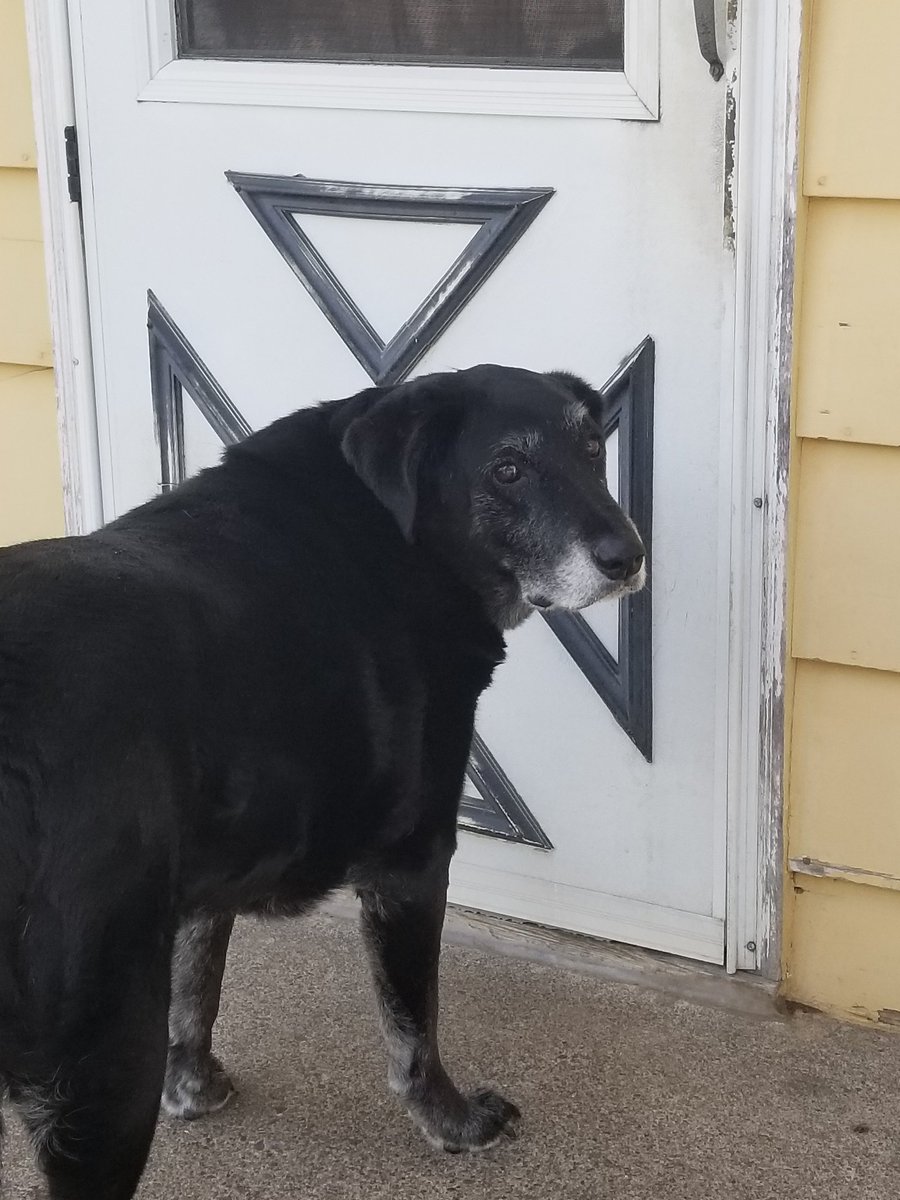 Rallenfrier's tweet photo. Thanks for all the good memories Fletcher! I'm going to miss you! Have fun up in Heaven with the Kody and the others! #alldogsgotoheaven #RIPFletcher https://t.co/hPZTuap1VU