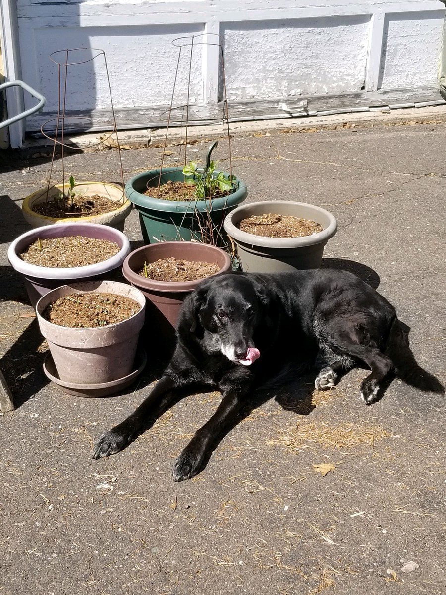 Rallenfrier's tweet photo. Thanks for all the good memories Fletcher! I'm going to miss you! Have fun up in Heaven with the Kody and the others! #alldogsgotoheaven #RIPFletcher https://t.co/hPZTuap1VU