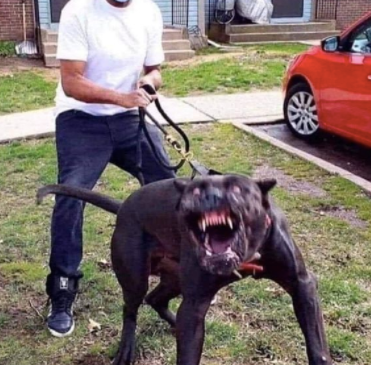 CauseWereGuys's tweet photo. "He just needs to sniff your hand." https://t.co/2TcNG2c5CM