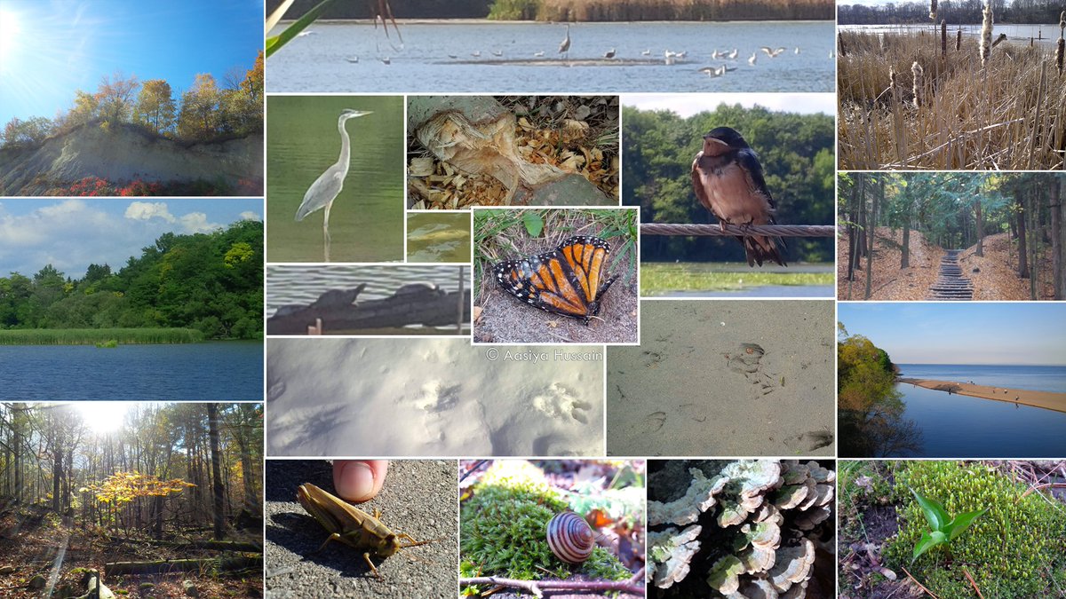 Ecohesian's tweet photo. Happy #WorldWildlifeDay! A glimpse of @RougePark wildlife.
More at our virtual #RougeNUP #ShorelineCleanup & #NatureReconnect virtual hikes coming soon on YouTube with barrier-free #accessibility ♿️🤟🏾https://t.co/RrIprGmwYI
#SpeciesAtRisk #BeatPollution #AccessibleCanada https://t.co/sr147LgEaK