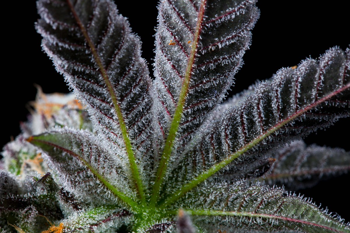 HighLifeFarmsMI's tweet photo. Cultivating cannabis isn't a job for us--it's a passion and an obsession. From every rooted clone to every cured bud, we leave nothing to chance. We believe that a clean, meticulous grow produces the proper results. #highlifefarms https://t.co/xIGTdJ6qgC