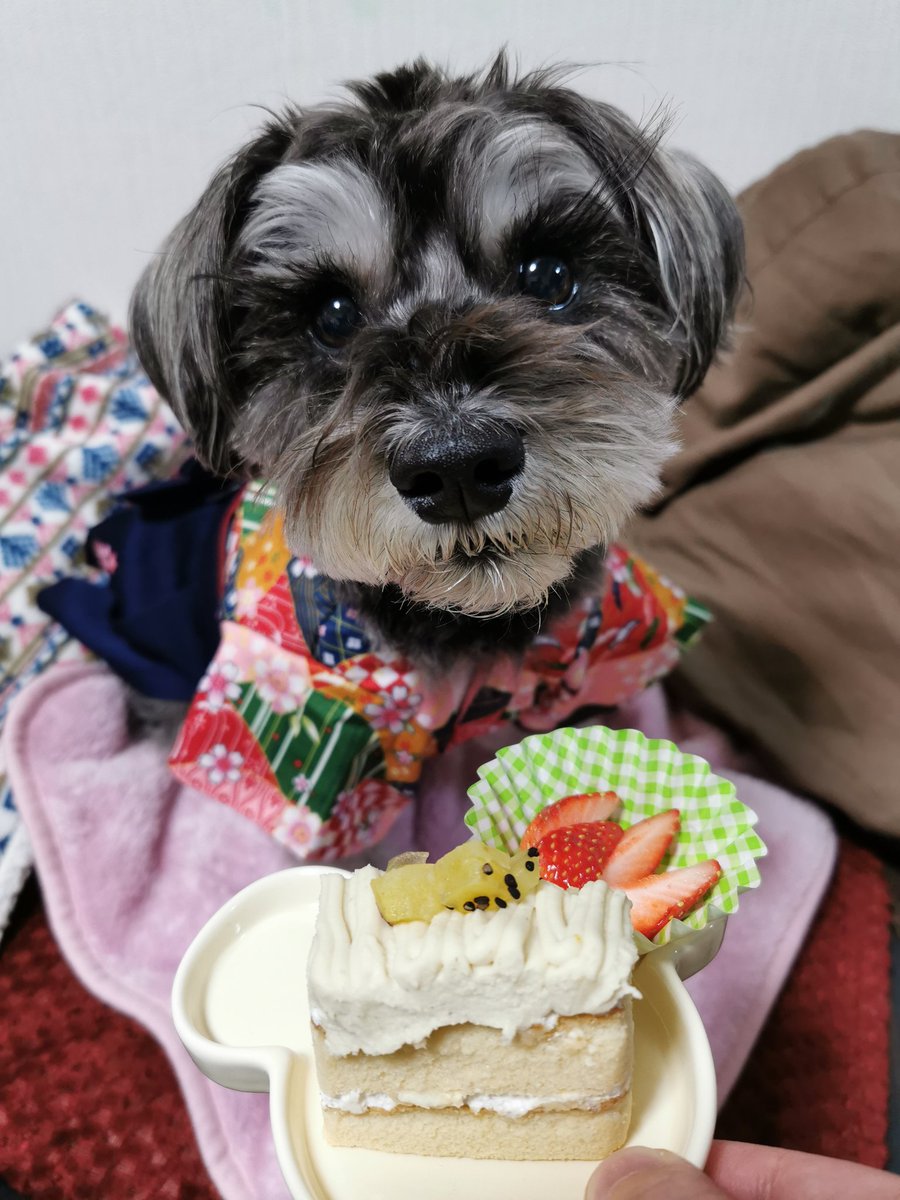 奏瑠 V Twitter ケーキ大好き過ぎるベアさん キラキラした目で喜び表す姿にきゅんです ミニチュアシュナウザー ひな祭り