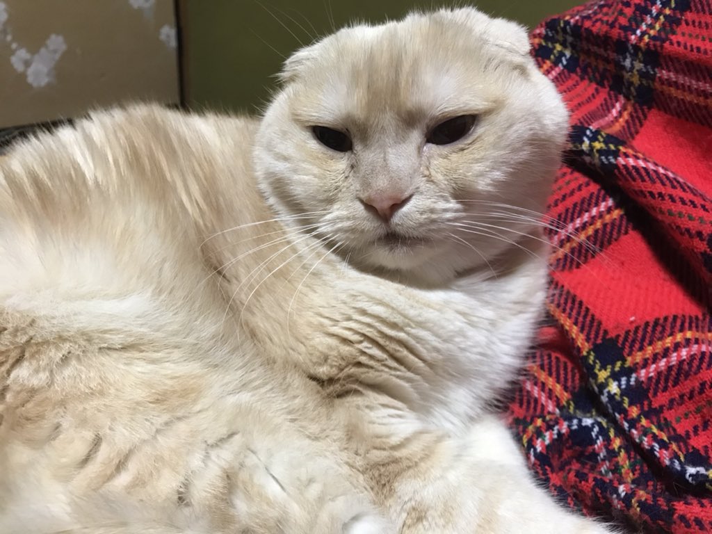 MILK20111023's tweet photo. 半年ぶりの投稿です
なかなか…アップ出来なくて…
拡張型心筋症で、病院通い…
カリカリご飯も、半分くらいしか、食べなくなりました😭胸水も、１週間に一度抜いてる状況…
4キロあった体重も、3キロに💦
１日でも、頑張って生きて欲しい❣️
＃スコティッシュフォールド  
#拡張型心筋症
#胸水 https://t.co/CHcC2QOy9x