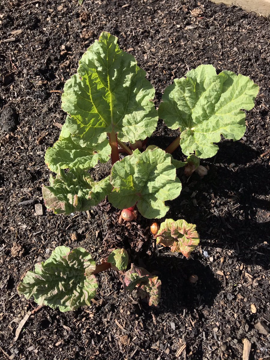 beckarooobanzai's tweet photo. I keep seeing warnings about the dangers of sowing seeds too early but the rhubarb has a different idea and wants me to start gettin’ after it. 🌱 https://t.co/6lOGDzsGIh