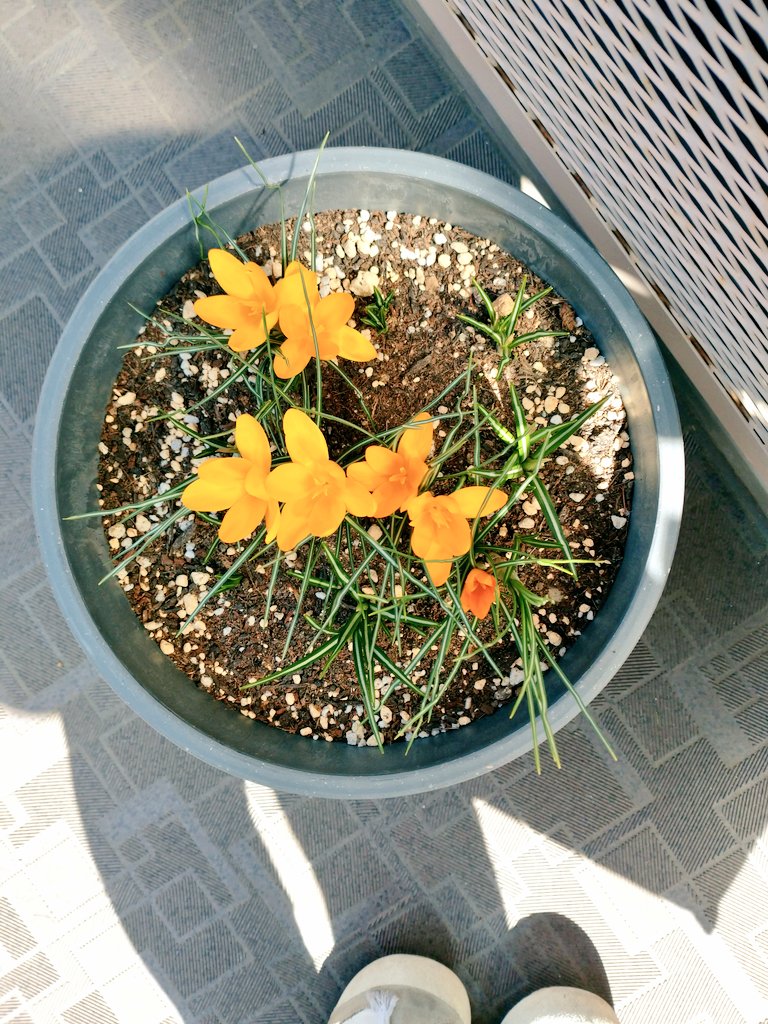 BuckedbytheStar's tweet image. Suddenly everything is blooming😍 #SpringInTokyo