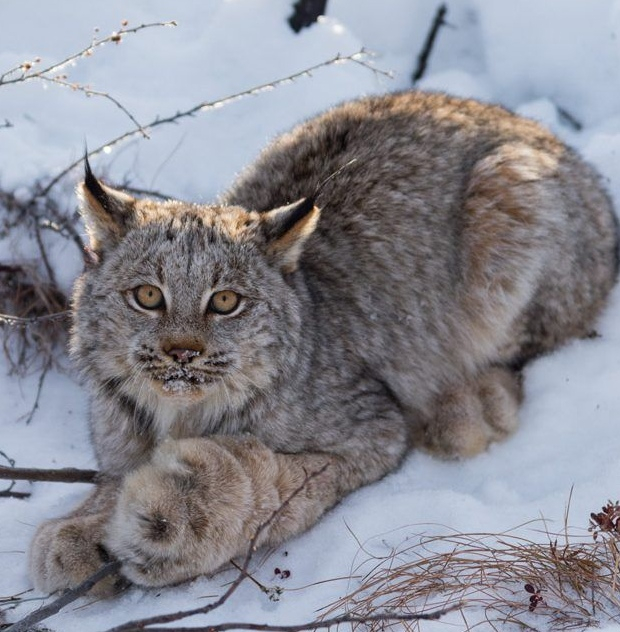 Великолепные рыси и их, в буквальном смысле, мохнатые лапки 🐾
